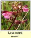 lousewort,marsh (milsen mna)