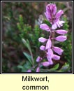 milkwort,common (lus an bhainne)
