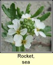 rocket,sea (cearrbhacn mara)