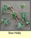 sea holly (cuileann tr)