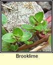 brooklime (lochall)
