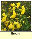 broom (giolcach shlibhe)