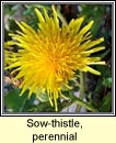sow-thistle,perennial (bleachtn lana)