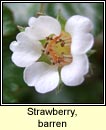 strawberry,barren (s taln brige)