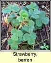 strawberry,barren (s taln brige)