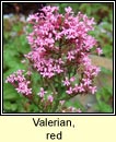 valerian,red (sln iomaire)