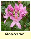 rhododendron (rslabhras)
