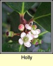 holly (cuileann)