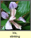 iris,stinking (gliriam)