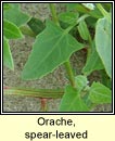 orache,spear-leaved (eilifleog leathan)
