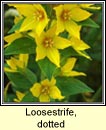 loosestrife,dotted (brealln dlth)