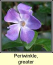 periwinkle,greater (Fincn mr)