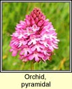 orchid,pyramidal (magairln na stuaice)