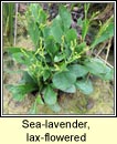 sea-lavender,lax-flowered (lus liath na mara)