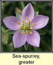 sea-spurrey,greater (cabris mhara mhr)