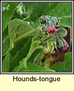 hounds-tongue (teanga chan)