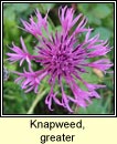 knapweed,greater (mnscoth mhor)