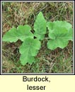 burdock,lesser (cndn)