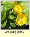 creeping jenny (lysimachia nummularia)