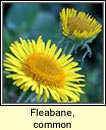 fleabane,common (lus bi na ndreancaidi)