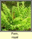 fern,royal (raithneach ril)