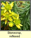 stonecrop,reflexed (grafn crom)