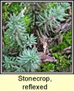 stonecrop,reflexed (grafn crom)