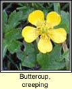 buttercup,creeping (fearbn reatha)