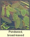 pondweed,broad-leaved (liach bhride)