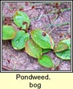 pondweed,bog (liach mhnas)