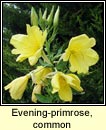 evening primrose, common (coinneal oiche)