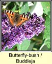 butterfly-bush (tor an fhileacin)