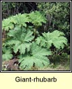 giant-rhubarb (gunnaire)
