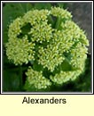 alexanders (lusrn grndubh)