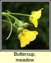 buttercup,meadow (fearbn fir)