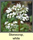 stonecrop,white (grafn bn na gcloch)