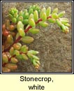 stonecrop,white (grafn bn na gcloch)