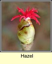 hazel (coll)