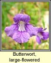 butterwort,large_flowered (leith uisce)