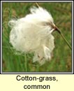 cottongrass,common (ceannbhn)