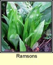 ramsons (creamh)
