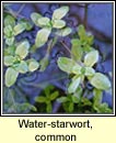 water-starwort,common (riltn uisce)