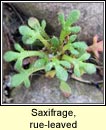 saxifrage,rue-leaved (mrn balla)