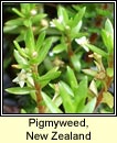 pygmyweed,new zealand