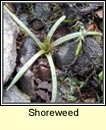 shoreweed (lus an chladaigh)