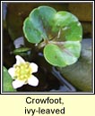 crowfoot,ivy-leaved (nal uisce eidhneach)