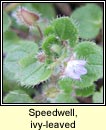 speedwell,ivy-leaved (lus cr eidhneach)