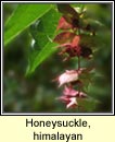 honeysuckle,himalayan (fithleann lainn)
