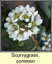 scurvygrass,common (biolar tr)