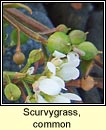 scurvygrass,common (biolar tr)